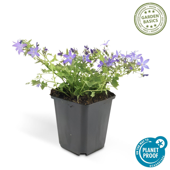 Campanula poscharskyana 'Stella' - 20cm - Kamerplant Kopen
