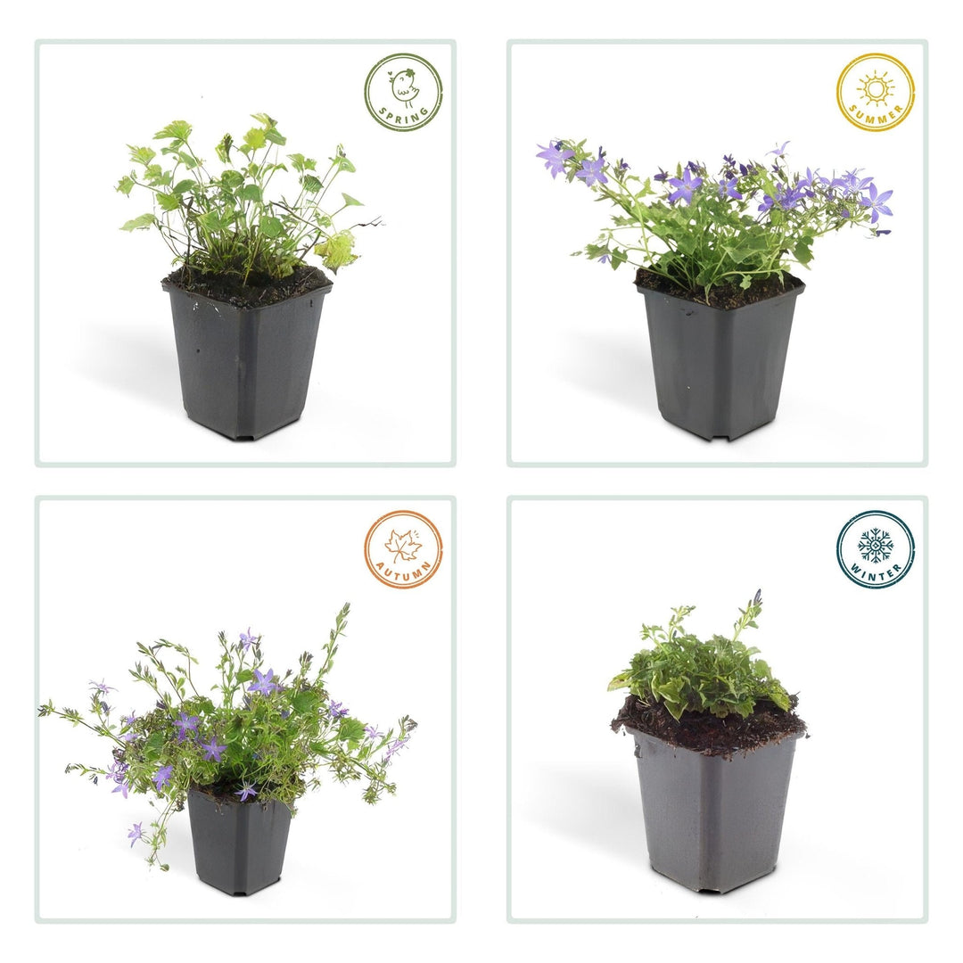 Campanula poscharskyana 'Stella' - 20cm - Kamerplant Kopen