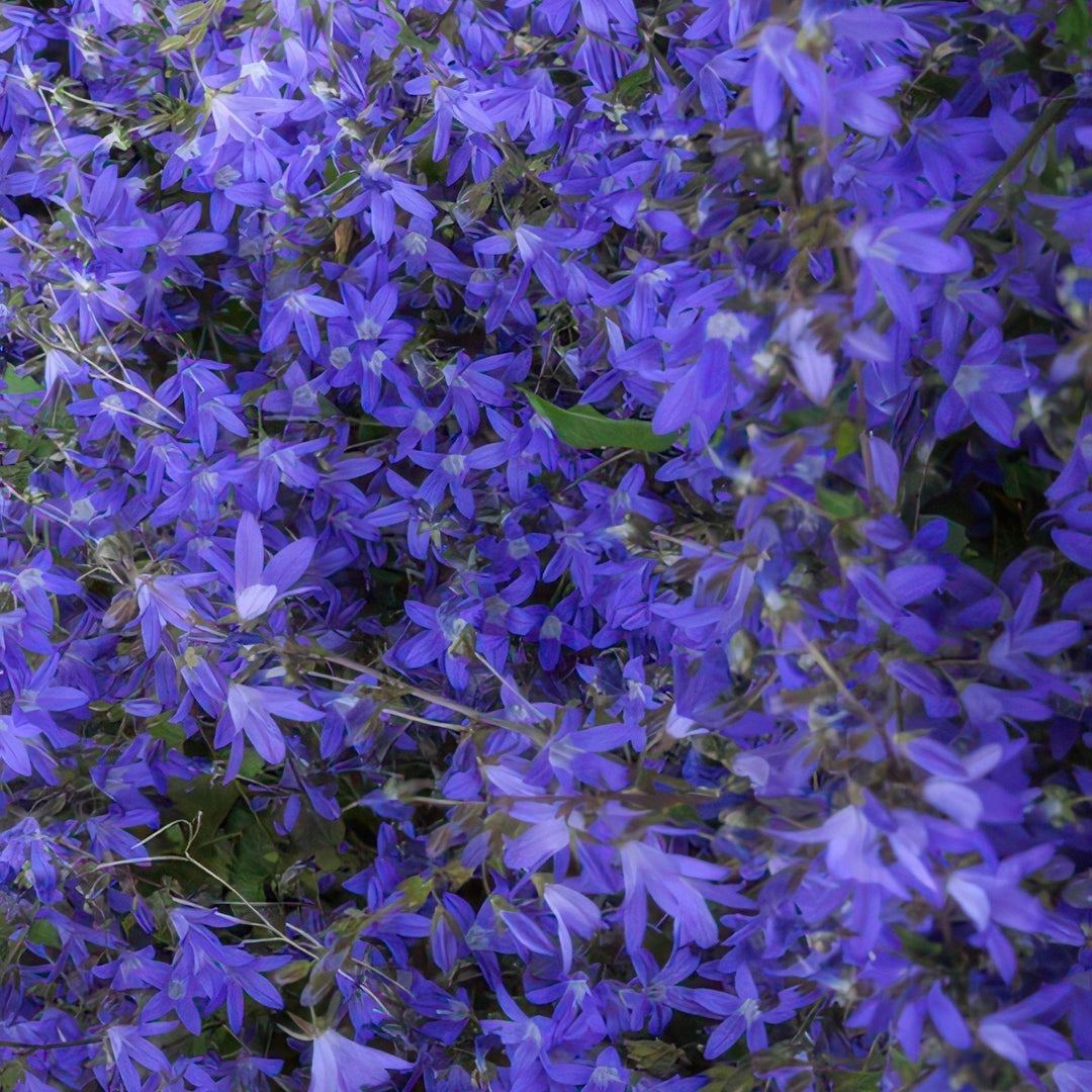 Campanula poscharskyana 'Stella' - 20cm - Kamerplant Kopen