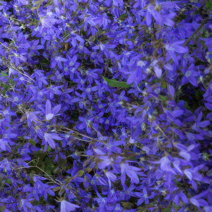 Campanula poscharskyana 'Stella' - 20cm - Kamerplant Kopen