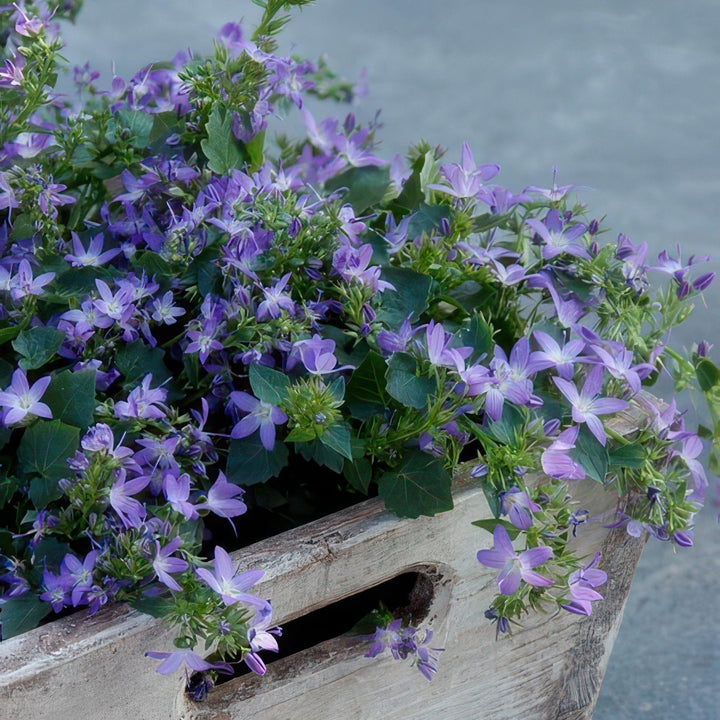 Campanula poscharskyana 'Stella' - 20cm - Kamerplant Kopen