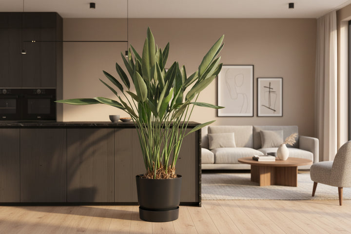 Strelitzia Reginae XXL - Ø50 - 200cm - Paradijsvogelplant