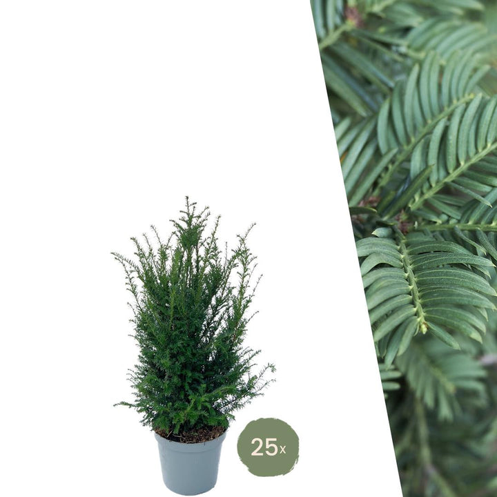 Plants de Taxus pour une haie de 10 mètres linéaires - 100cm