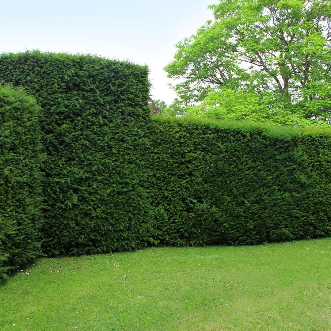 Plants de Taxus pour une haie de 10 mètres linéaires - 100cm