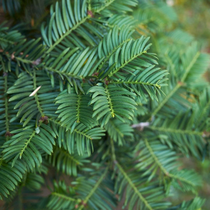Plants de Taxus pour une haie de 10 mètres linéaires - 100cm