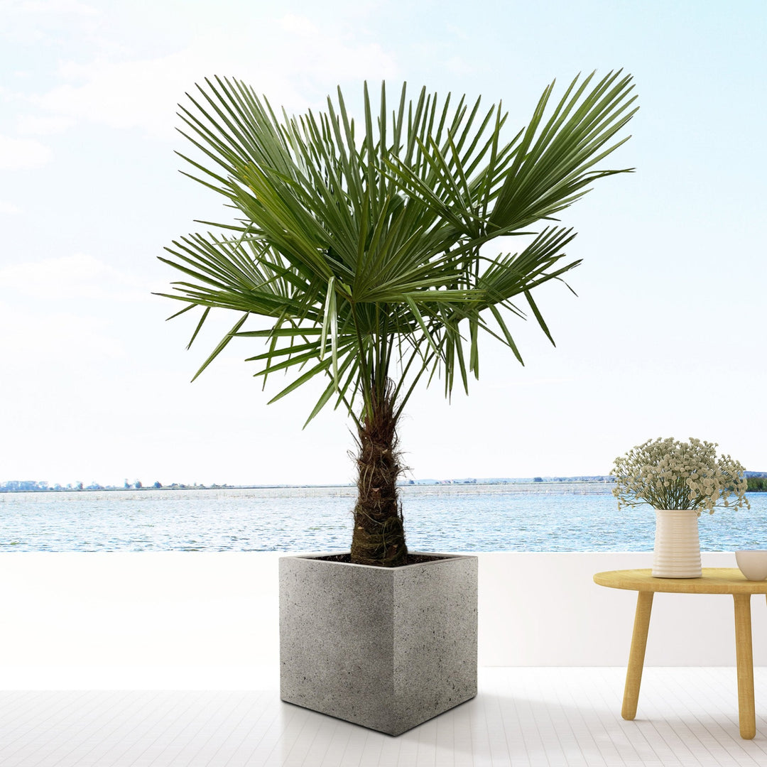 Trachycarpus Fortunei - 180cm - Kamerplant Kopen