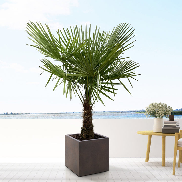 Trachycarpus Fortunei - 200 cm - Kamerplant Kopen