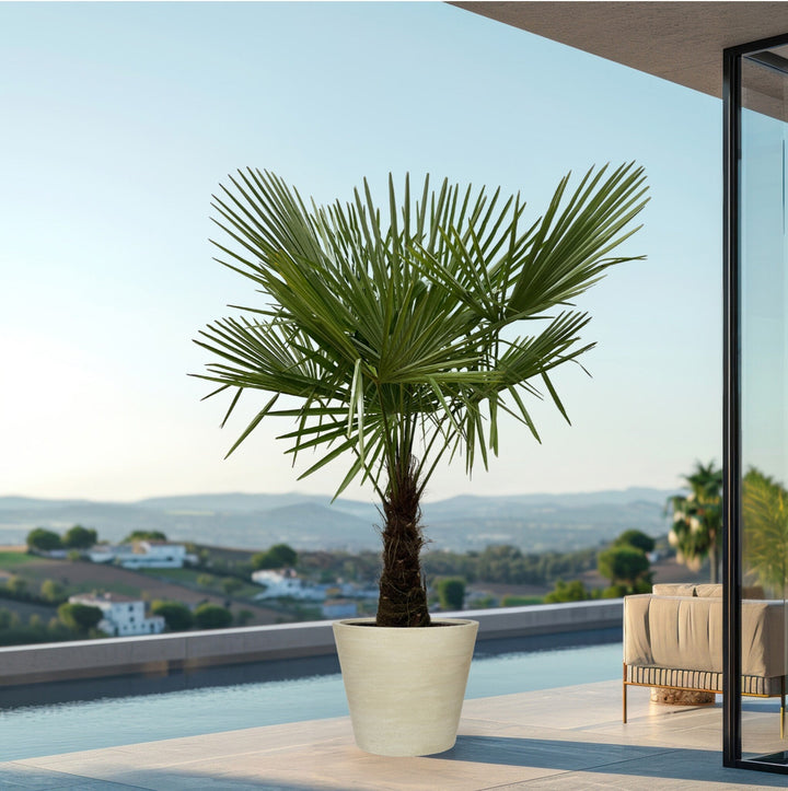 Trachycarpus Fortunei - 180cm - Kamerplant Kopen