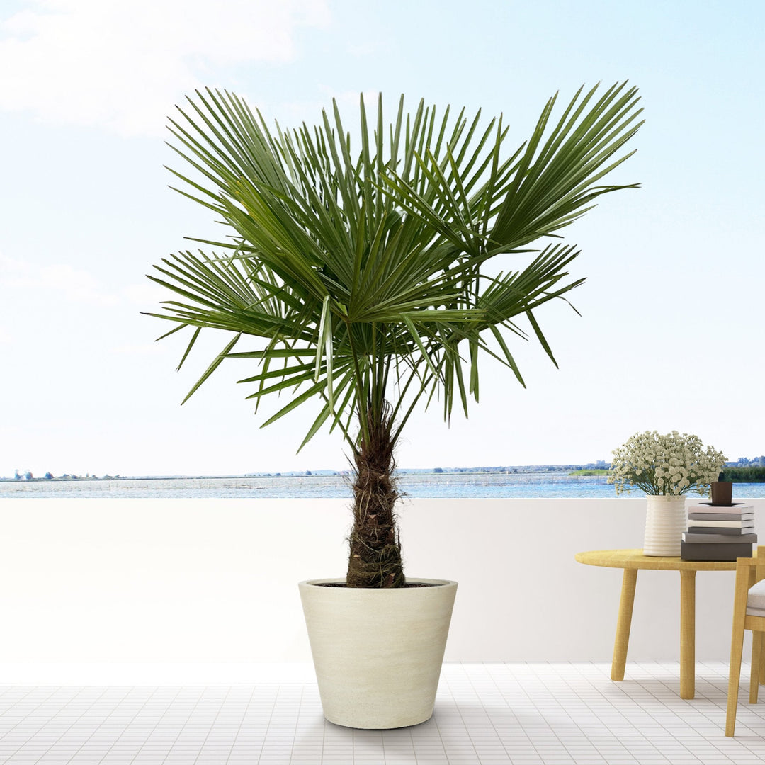 Trachycarpus Fortunei - 200 cm - Kamerplant Kopen