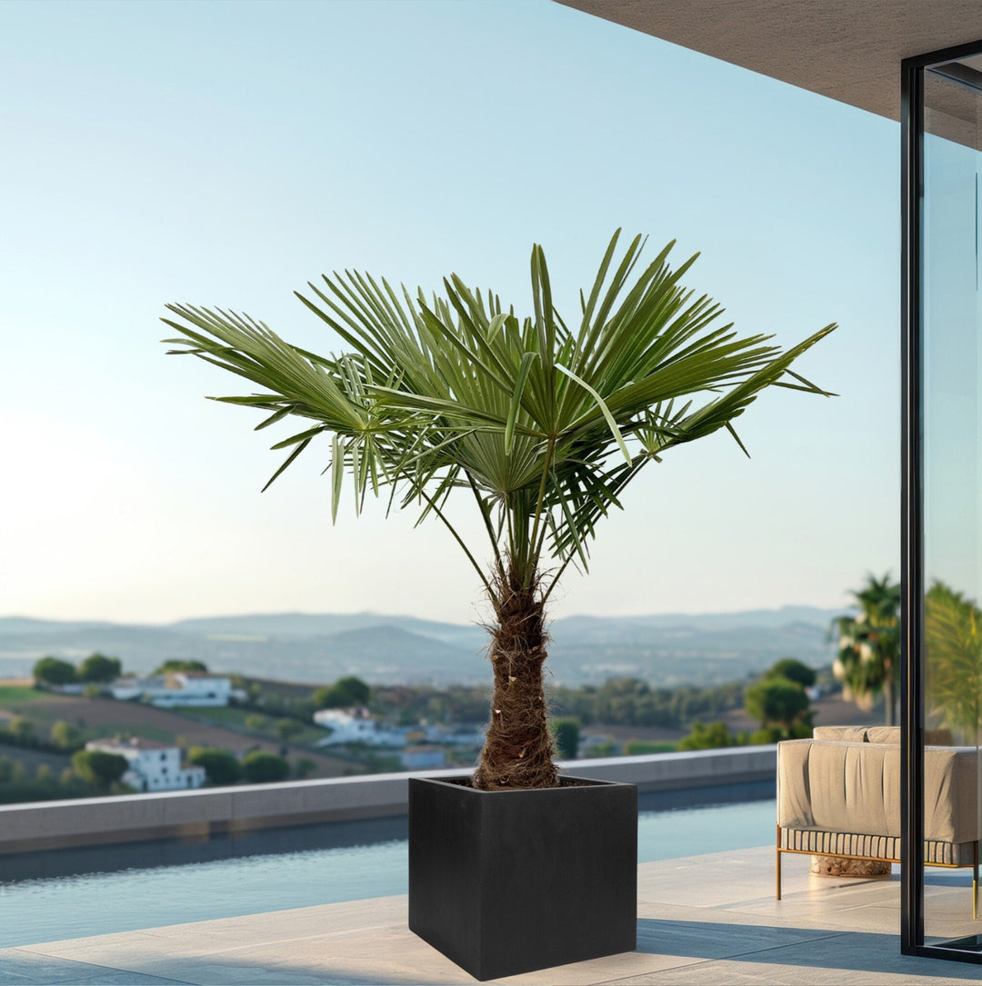 Trachycarpus Fortunei - 240cm - Acheter une plante d'intérieur