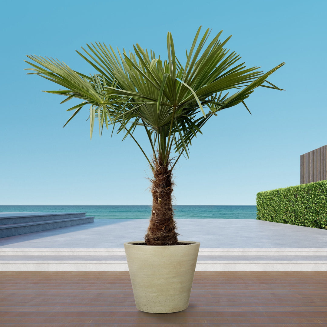 Trachycarpus Fortunei - 240cm - Acheter une plante d'intérieur