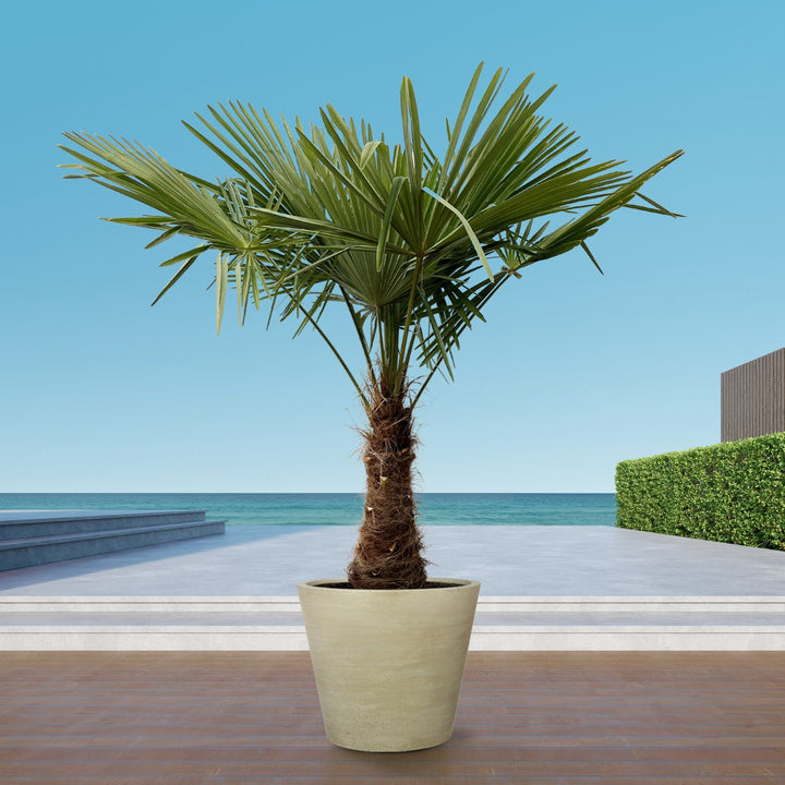 Trachycarpus Fortunei - 240cm - Acheter une plante d'intérieur