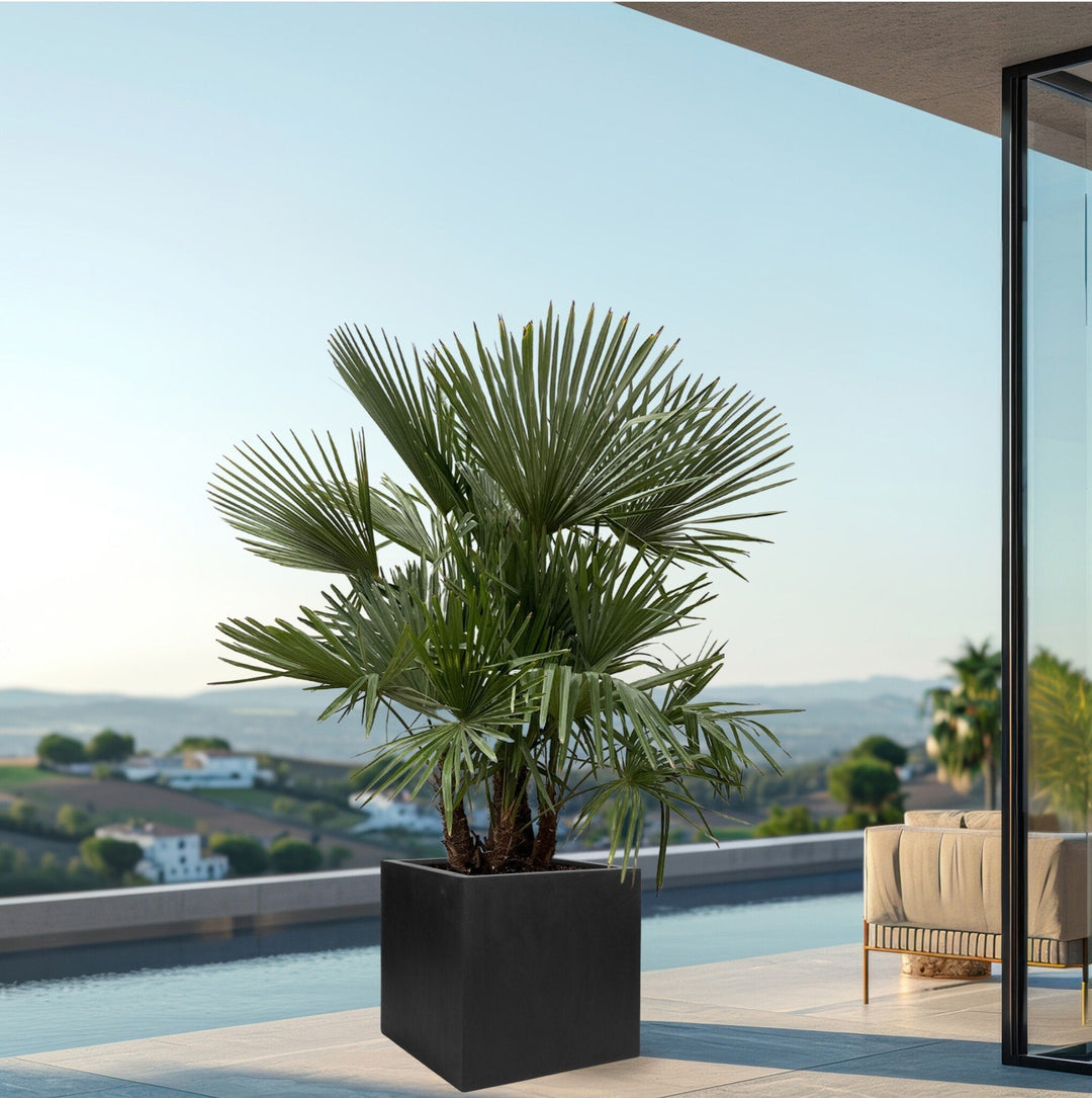 Trachycarpus Multistam - 220cm - Kamerplant Kopen