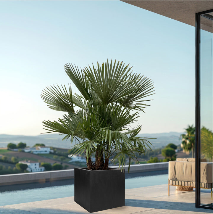 Trachycarpus Multistam - 220cm - Kamerplant Kopen