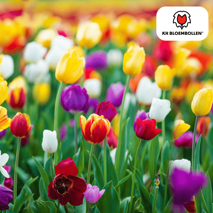 Mélange coloré de bulbes de tulipes - 20 pièces - Bulbes de fleurs de jardin