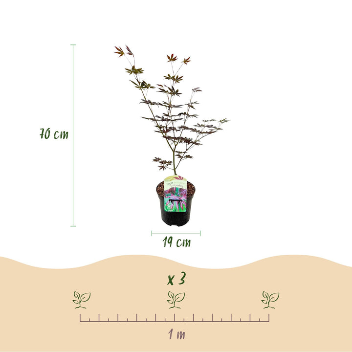 Érable du Japon Trompenburg - Violet Foncé - 70cm | Acheter