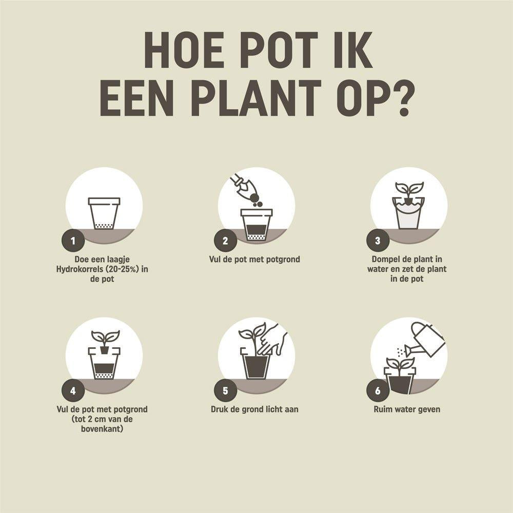 Pokon cactus & plante grasse - Terreau - 5L - Mélange pour cactus