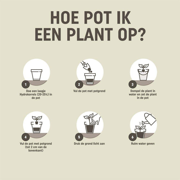 Pokon cactus & plante grasse - Terreau - 5L - Mélange pour cactus