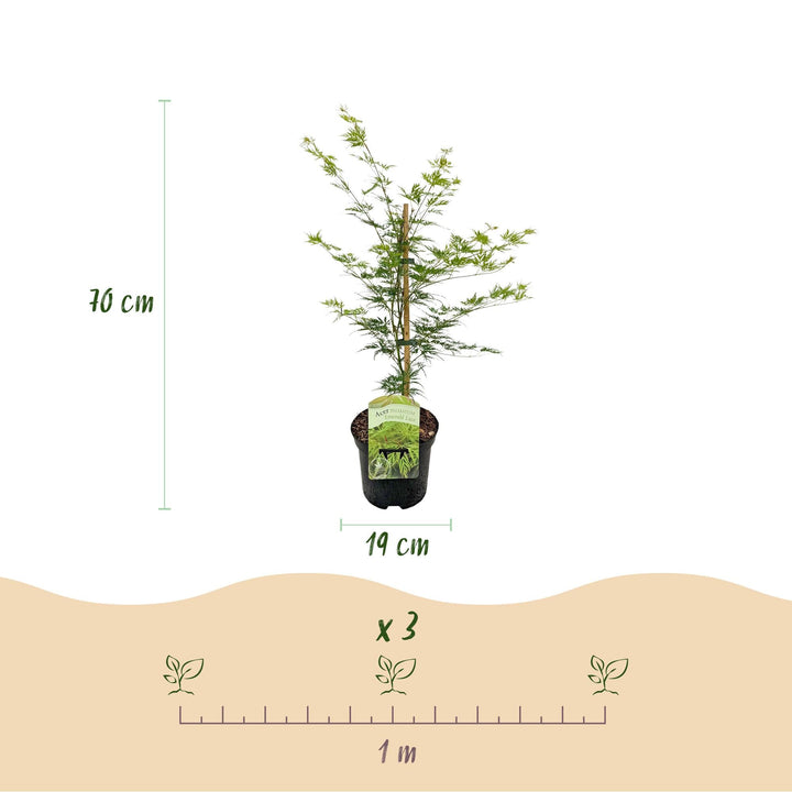 Japanse Esdoorn Emerald Lace - Groen - 70cm - Acer Palmatum Buiten
