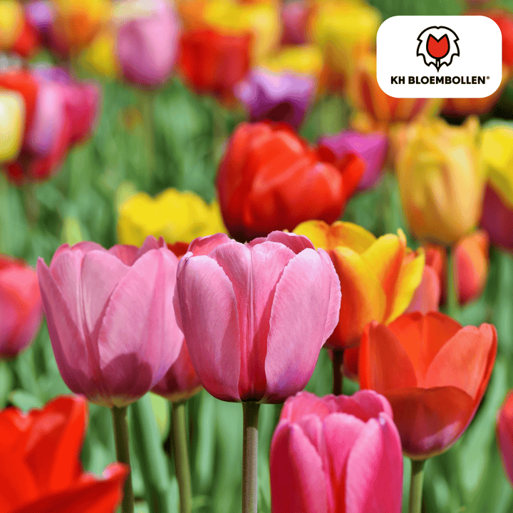 Mélange coloré de bulbes de tulipes - 20 pièces - Bulbes de fleurs de jardin