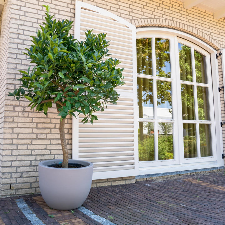 Sinaasappelboom - 200 cm - ø40 - Buitenplant