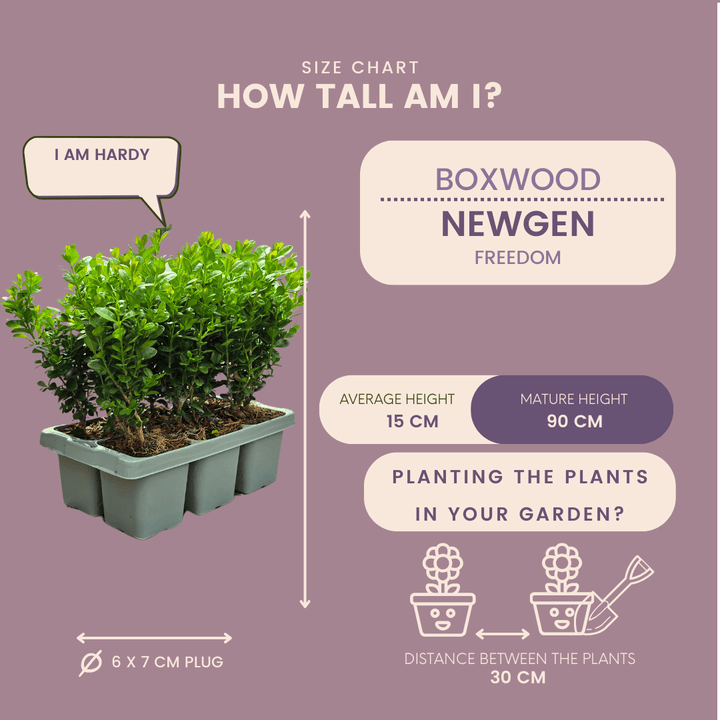 Buis NewGen Freedom (buis compact) - 15 cm - Buis Palm