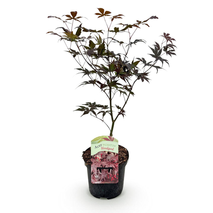 Japanse Esdoorn Bloodgood - Rood - 70cm - Acer Palmatum Buiten