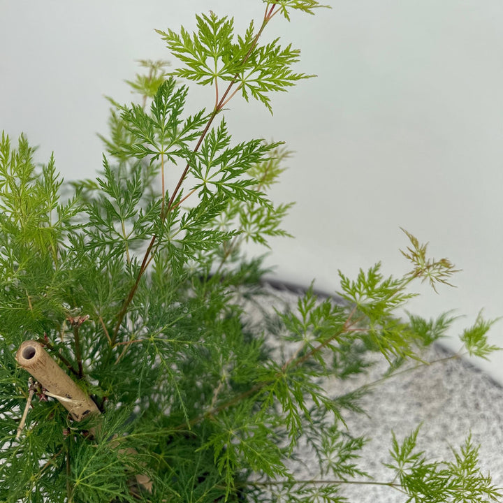 Japanse Esdoorn Emerald Lace - Groen - 70cm - Acer Palmatum Buiten