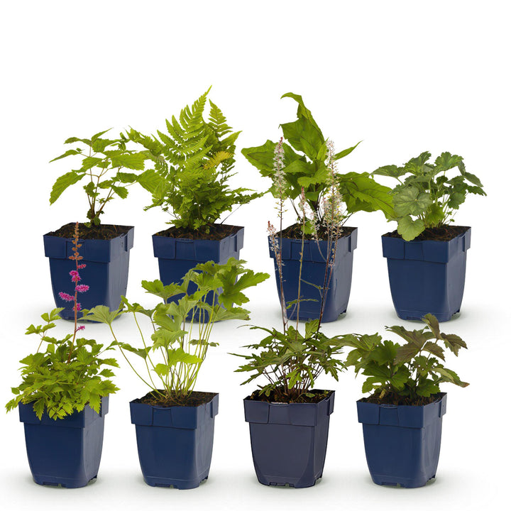 Kit de plantes pour bordure de fleurs - ombre