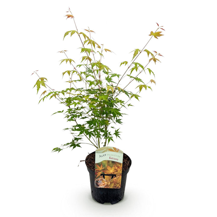Érable Japonais Katsura - Orange - 70cm - Acer Palmatum Extérieur