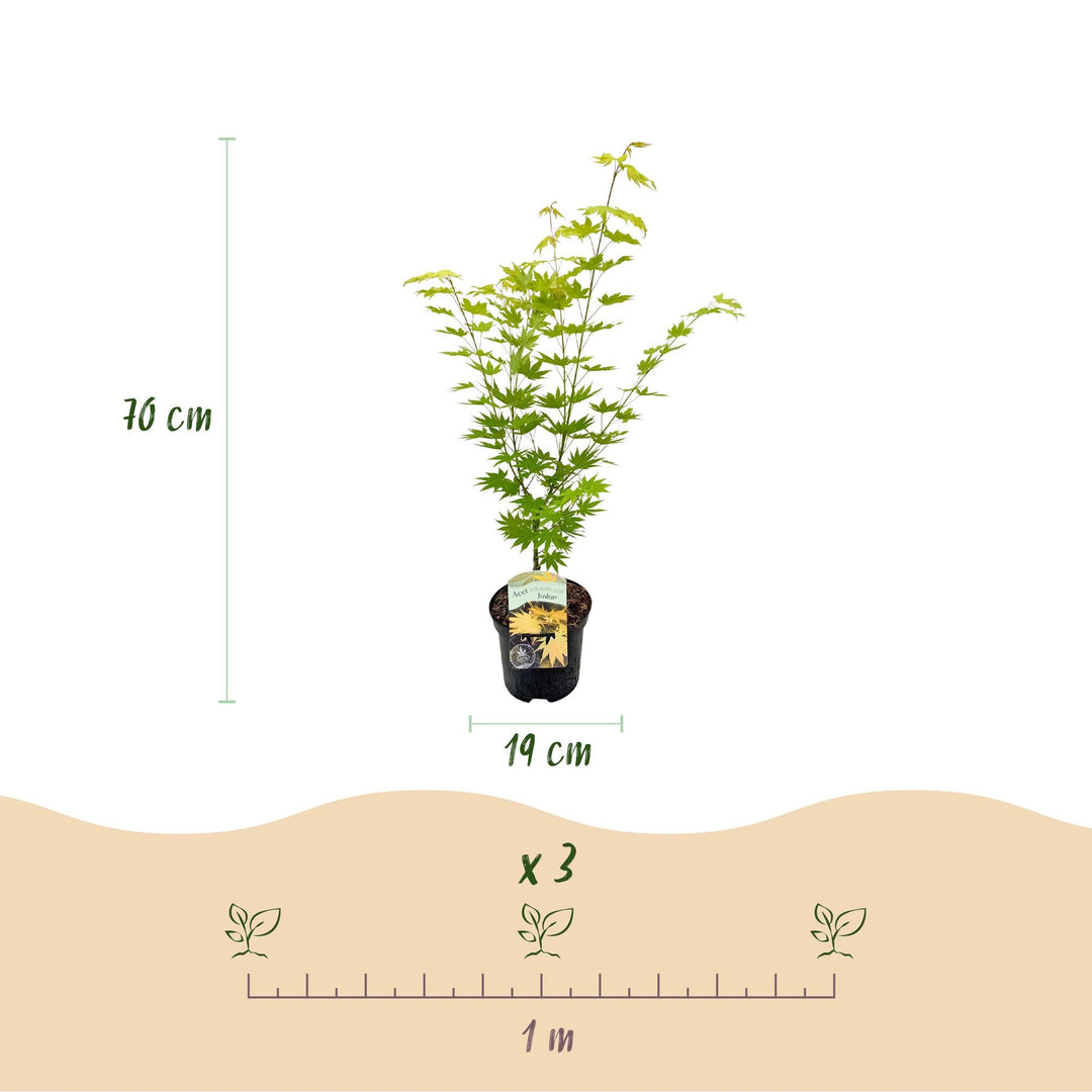Érable japonais Jordan - Jaune - 70cm - Acer Palmatum Extérieur