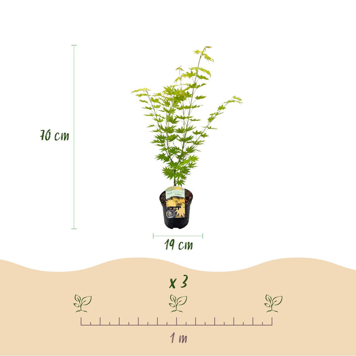 Érable japonais Jordan - Jaune - 70cm - Acer Palmatum Extérieur