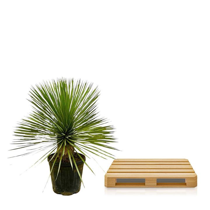 Yucca Rostrata op stam - 70 cm - Ø27 - Blauwe Palmlelie Buiten