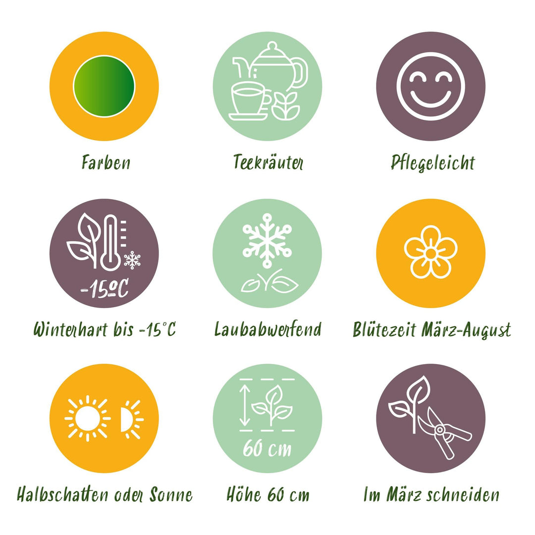 Kit de jardin de vivaces - Herbes à tisane