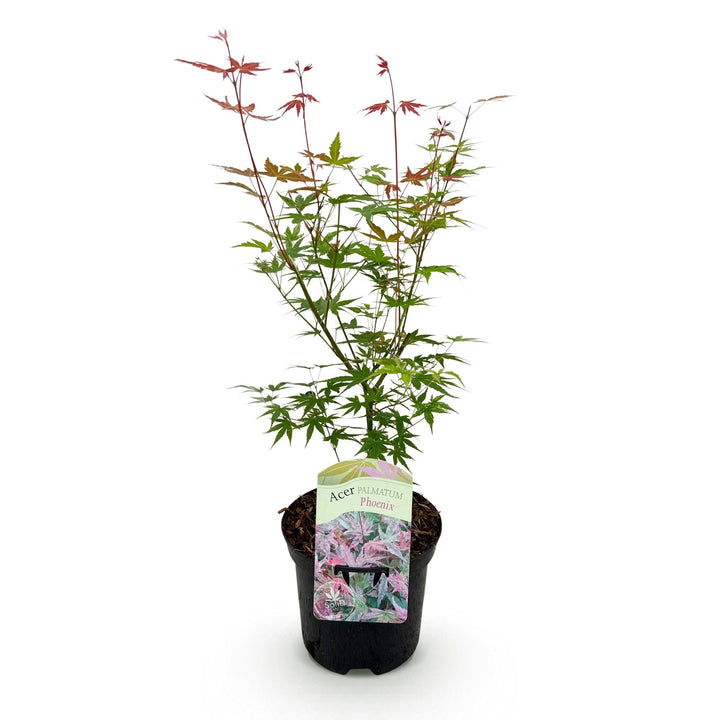Japanse Esdoorn Phoenix - Roze - 70cm - Dadelpalm | Koop