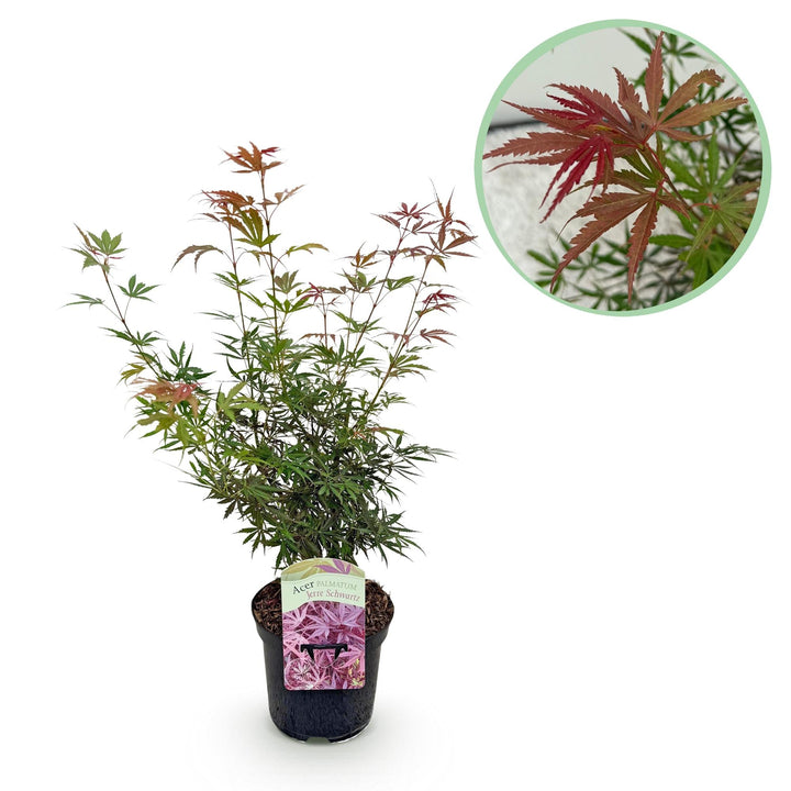 Érable du Japon Jerre Swarts - rouge foncé - 70cm | Acheter