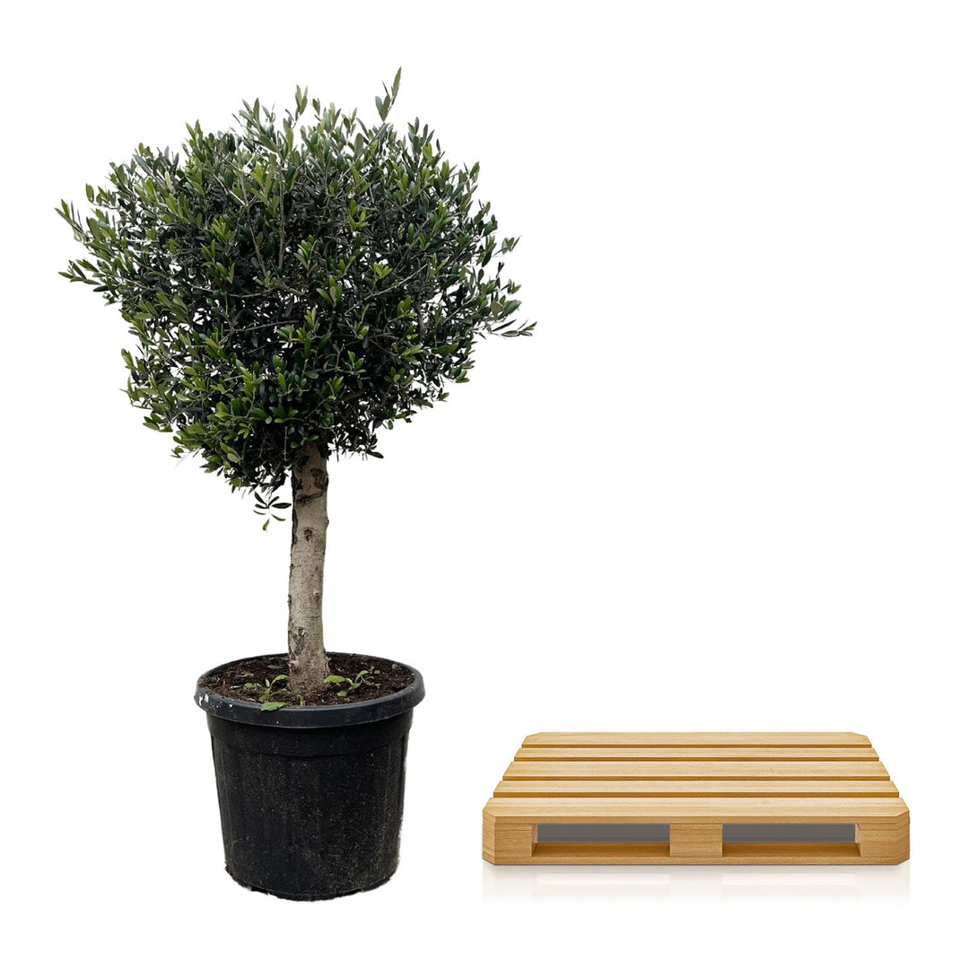 Olijfboom Olea Europaea – 180cm | Grote Buitenplant – Ø50