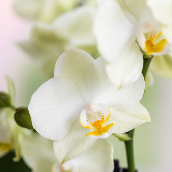 Ensemble d'orchidées blanches dans un pot décoratif Luxe Diabolo Twin - Pot de fleurs