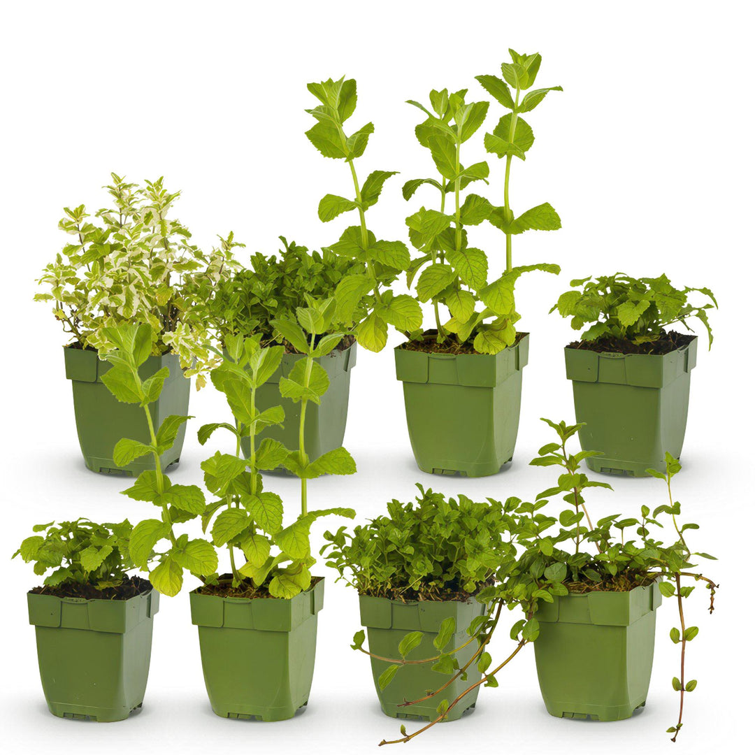Kit de jardin de vivaces - Herbes à tisane