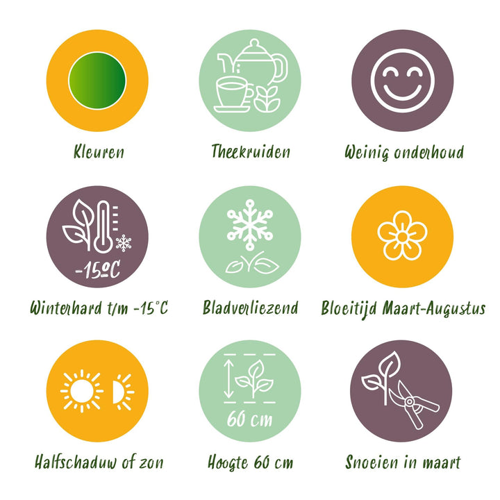 Kit de jardin de vivaces - Herbes à tisane