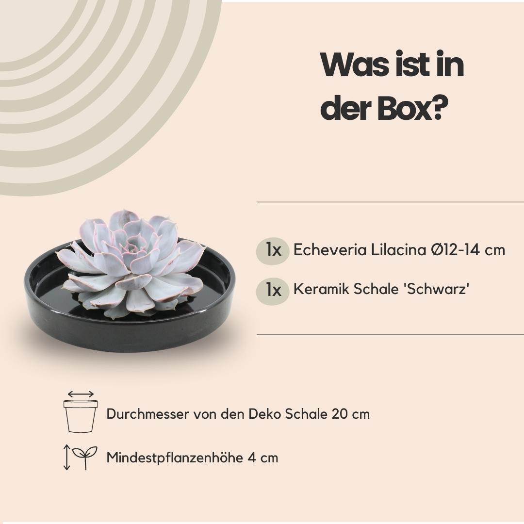 Succulente Echeveria Lilacina dans une coupelle 'noire' Ø20 cm - 5 cm