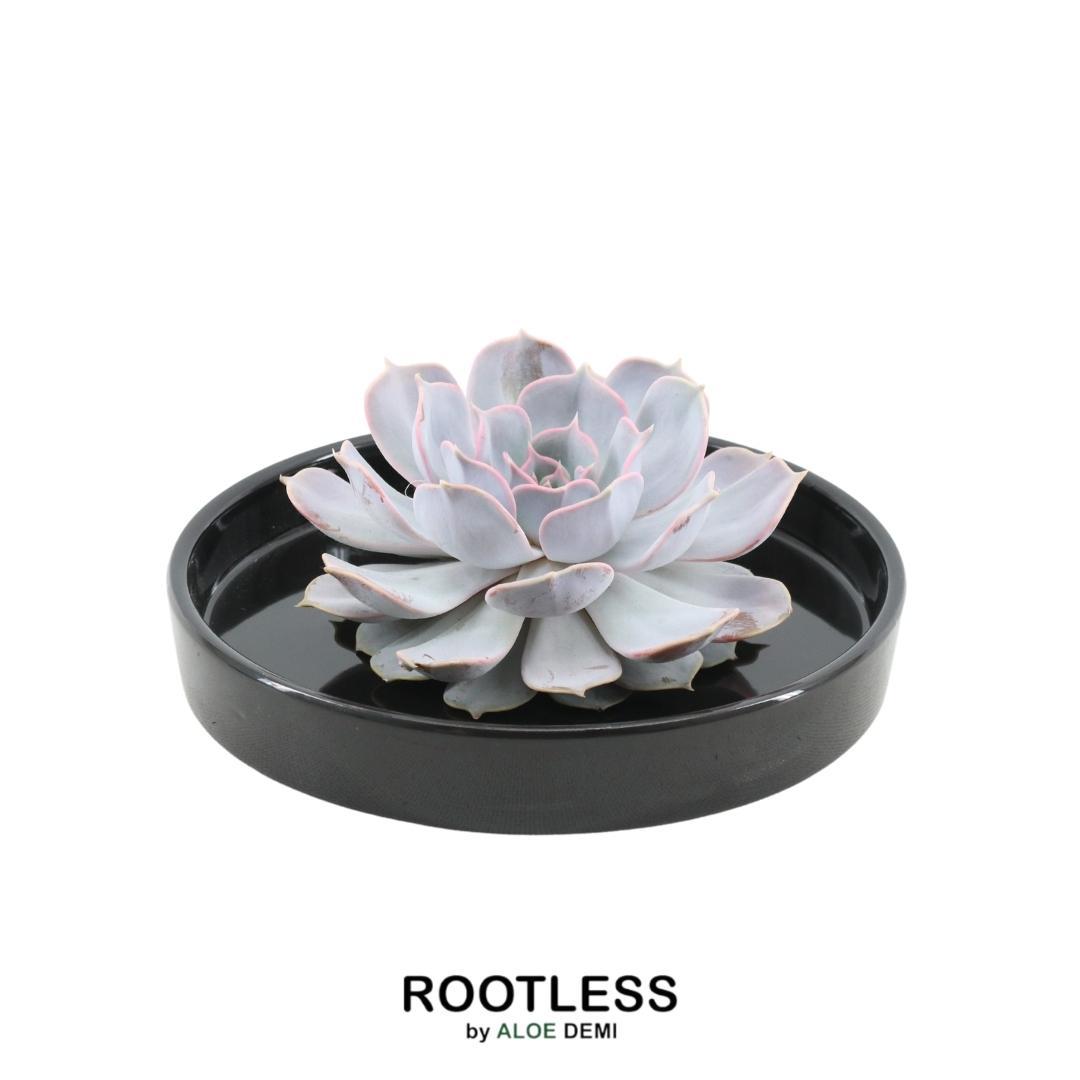 Succulente Echeveria Lilacina dans une coupelle 'noire' Ø20 cm - 5 cm