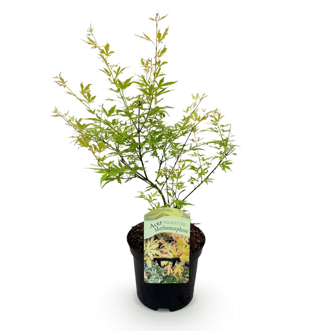 Japanse Esdoorn Methamorphosa - Groen - 70cm - Acer Palmatum Buiten