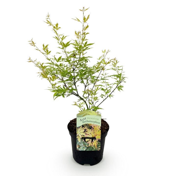 Japanse Esdoorn Methamorphosa - Groen - 70cm - Acer Palmatum Buiten