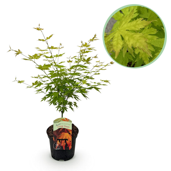 Japanse Esdoorn Orange Dream - Oranje - 70cm - Acer Palmatum Buiten