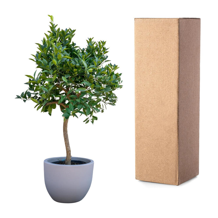 Sinaasappelboom - 200 cm - ø40 - Buitenplant