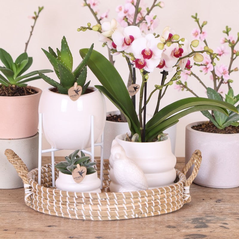 Luxe set | Gibraltar orchidee - Phalaenopsis Orchidee