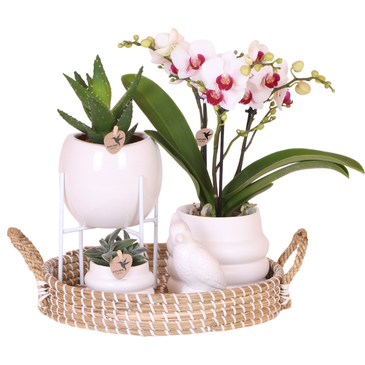 Luxe set | Gibraltar orchidee - Phalaenopsis Orchidee