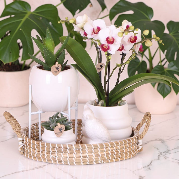 Luxe set | Gibraltar orchidee - Phalaenopsis Orchidee