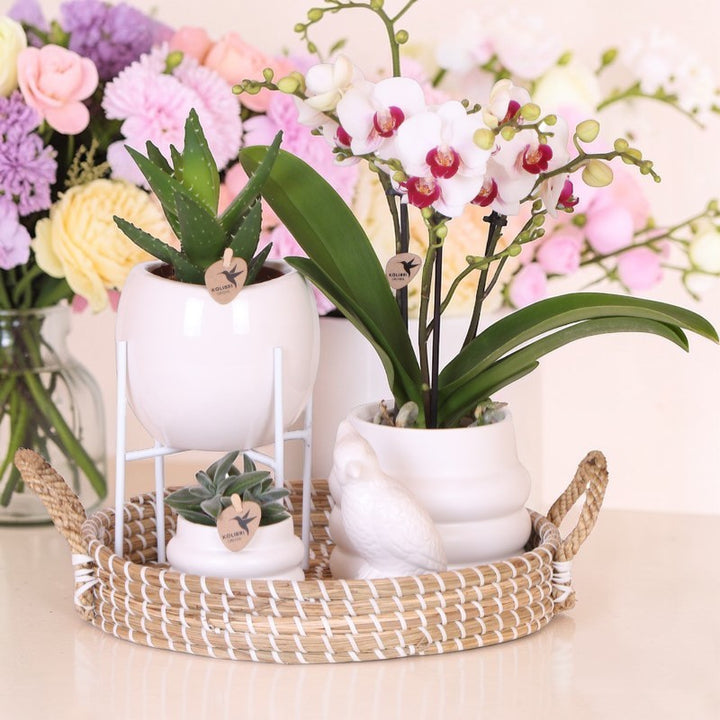 Luxe set | Gibraltar orchidee - Phalaenopsis Orchidee